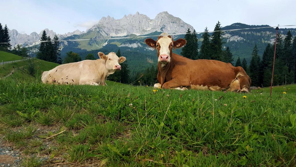 Bauernhof Buchberg Villa Oberndorf in Tirol Exterior foto